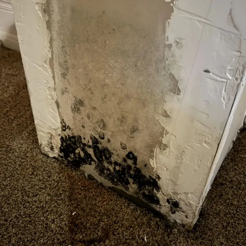 Professional Mold Removal in Slippery Rock, PA